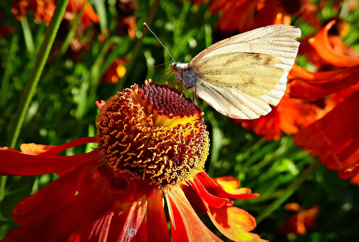 Creating a Pollinator-Friendly Lawn: A Seasonal Checklist